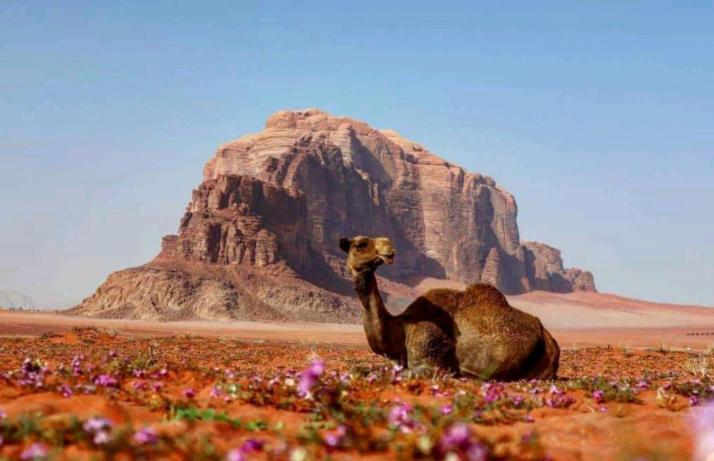 Wadi Rum Bedouin Time المظهر الخارجي الصورة